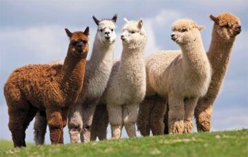 diferencia llama alpaca vicuña guanaco