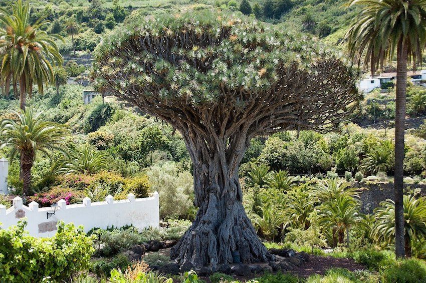 que ver en tenerife drago milenario