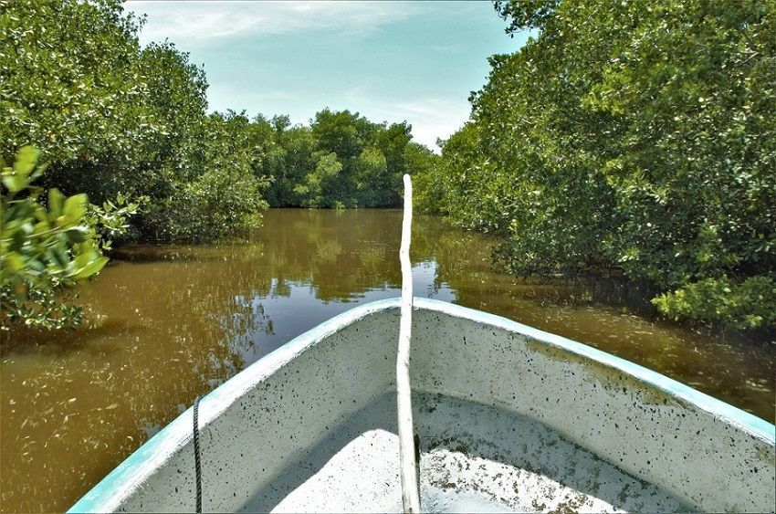 7 que hacer lugares turismo riviera maya Manglar Dzilam