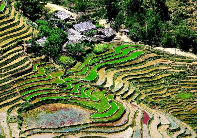 arrozales sapa